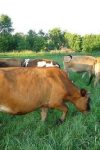 cows2